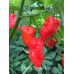 Devils Tongue Red Pepper Seeds
