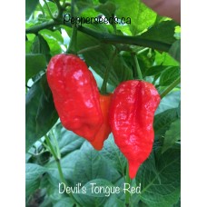 Devils Tongue Red Pepper Seeds