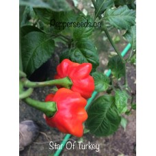 Star Of Turkey Pepper Seeds