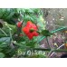 Star Of Turkey Pepper Seeds