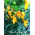 7-Pot Infinity Yellow Long Pepper Seeds 