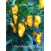 7-Pot Infinity Yellow Long Pepper Seeds 
