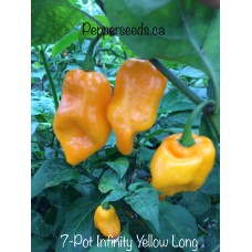 7-Pot Infinity Yellow Long Pepper Seeds 