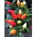 Spagna Pepper Seeds 