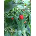 Guatemalan Chilli Tepin Pepper Seeds