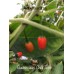 Guatemalan Chilli Tepin Pepper Seeds