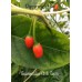 Guatemalan Chilli Tepin Pepper Seeds