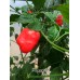 Piquante