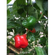 Piquante