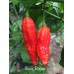 Black Rogue Pepper 