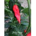 Black Rogue Pepper 