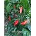 Black Rogue Pepper 