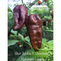 Bhut Jolokia X Chocolate Habanero Long Pepper