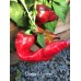 Marconi Purple Pepper Seeds 