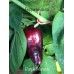 Marconi Purple Pepper Seeds 