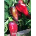 Marconi Purple Pepper Seeds 