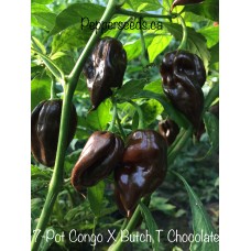 7-Pot Congo X Butch T Chocolate Pepper
