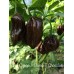 7-Pot Congo X Butch T Chocolate Pepper