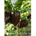 7-Pot Congo X Butch T Chocolate Pepper