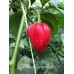 7-Pot Congo Red Pepper Seeds 