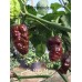 7-Pot Big Black Mama Pepper Seeds