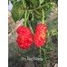 7-Pot Big Red Mama Pepper Seeds 