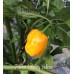 7-Pot Infinity Yellow Pepper Seeds 