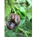 JAFSH Black