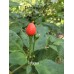 Istagua Pepper Seeds 