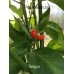 Istagua Pepper Seeds 