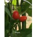 Istagua Pepper Seeds 