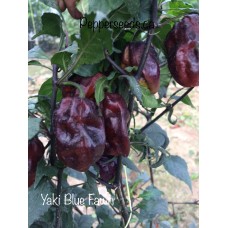 Yaki Blue Fawn Pepper Seeds 