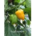 Nagabrains Yellow Pepper Seeds