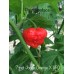 7-Pot Jonah Orange X UFO Pepper Seeds