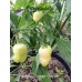 Aji Fantasy Pepper Cream 