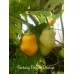 Aji Fantasy Orange Pepper Seeds
