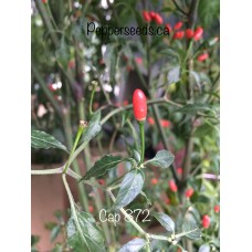 Cap 872 Pepper Seeds 