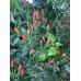 Cap 872 Pepper Seeds 