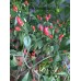 Cap 872 Pepper Seeds 
