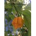Yellow Mutant Pepper Seeds