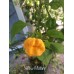 Yellow Mutant Pepper Seeds