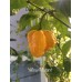Yellow Mutant Pepper Seeds