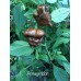 7-Pot Armageddon Pepper Seeds