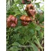 7-Pot Armageddon Pepper Seeds