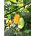 Super Datil