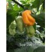 Super Datil