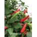 Rooster Spur
