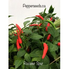 Rooster Spur