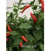 Rooster Spur