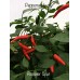 Rooster Spur